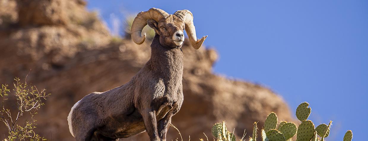 A male big horn sheep strikes a majestic pose atop a rocky desert outcrop. By John Sherman