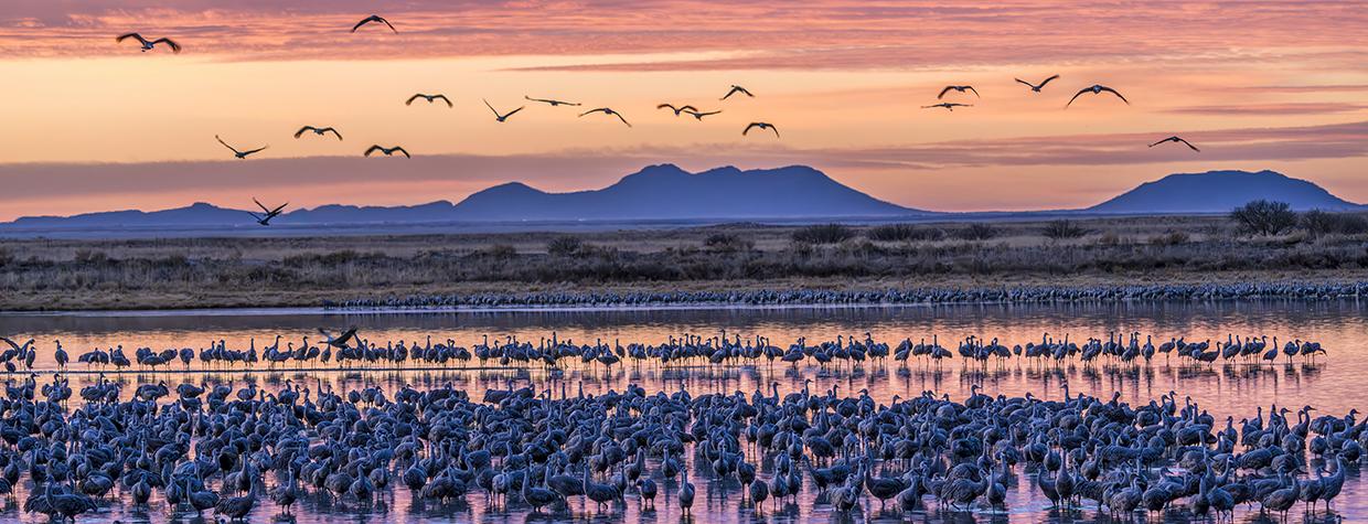 A dense population of lesser sandhill cranes prepares to take flight from their overnight roost at Twin Lakes, a pair of reservoirs in Willcox, at sunrise. By Jack Dykinga