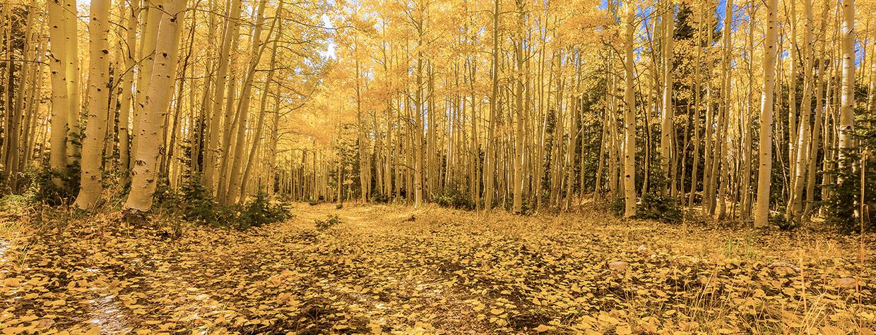 The fallen leaves of aspens create an autumnal blanket in the Kaibab National Forest. | BYRON NESLEN