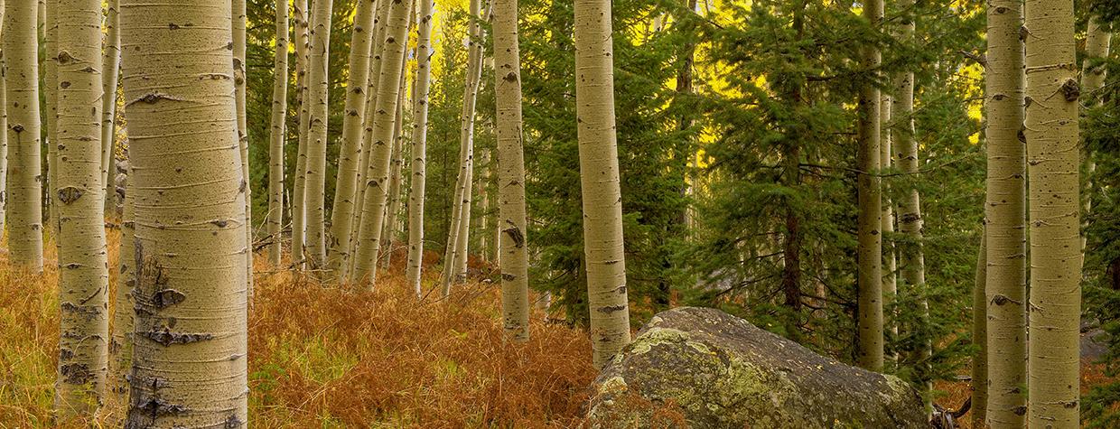 Aspens, Douglas-firs and dry foliage combine to display a range of colors along the Kachina Trail. By Shane McDermott