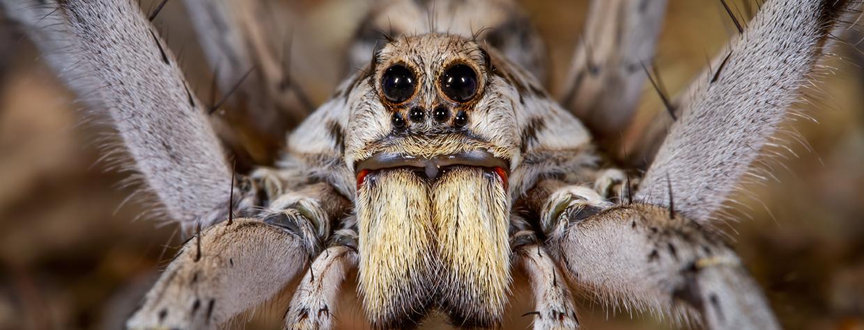 Facial close-up of a wolf spider by Bruce D. Taubert