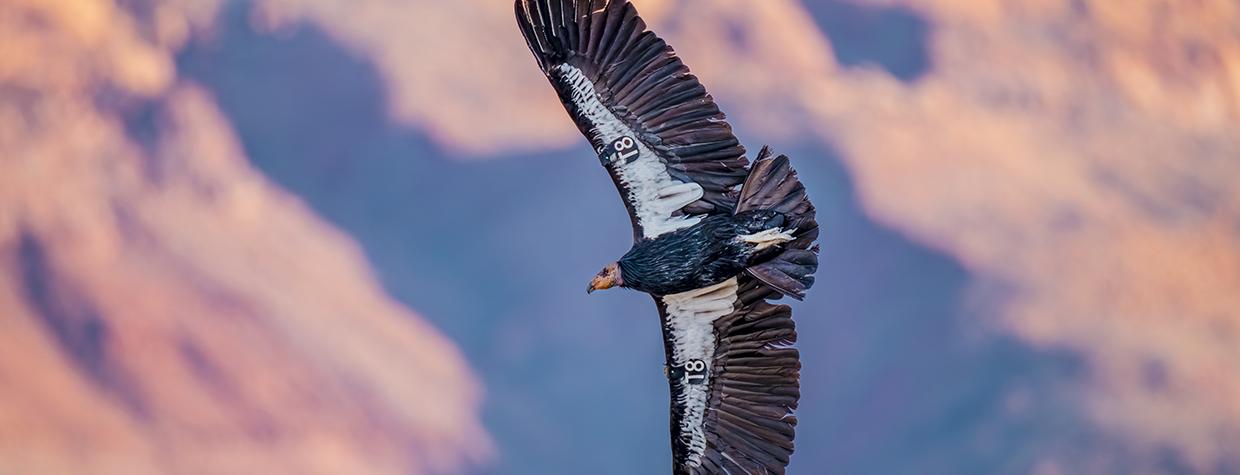 California condors, which once were nearly extinct, are among many bird species that call Baaj Nwaavjo I’tah Kukveni-Ancestral Footprints of the Grand Canyon National Monument home. | JACK DYKINGA