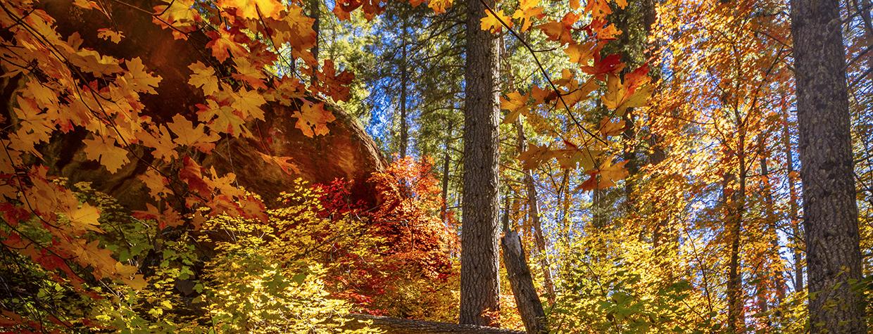 Maple leaves glow yellow, orange and red amid evergreens along the West Fork of Oak Creek, near Sedona. The best time to see fall color in Oak Creek Canyon is mid-October through mid-November, according to locals. | Byron Neslen