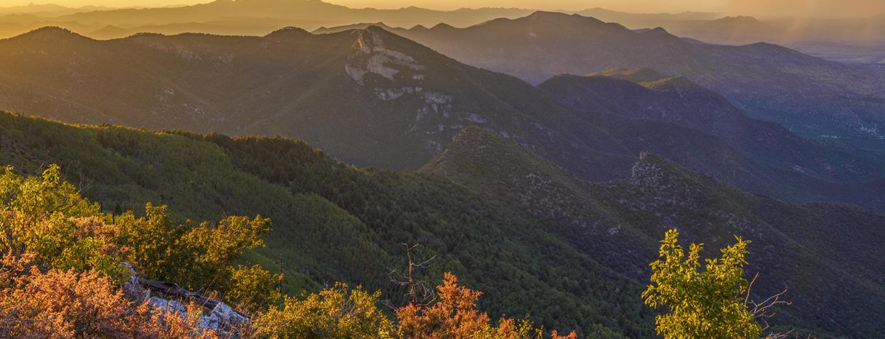 Fall foliage anchors a sunset view of the Huachuca Mountains and the distant Santa Rita Mountains from the summit of Carr Peak. By Laurence Parent