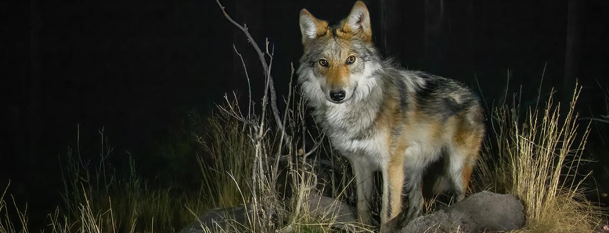 Photograph by Bruce D. Taubert