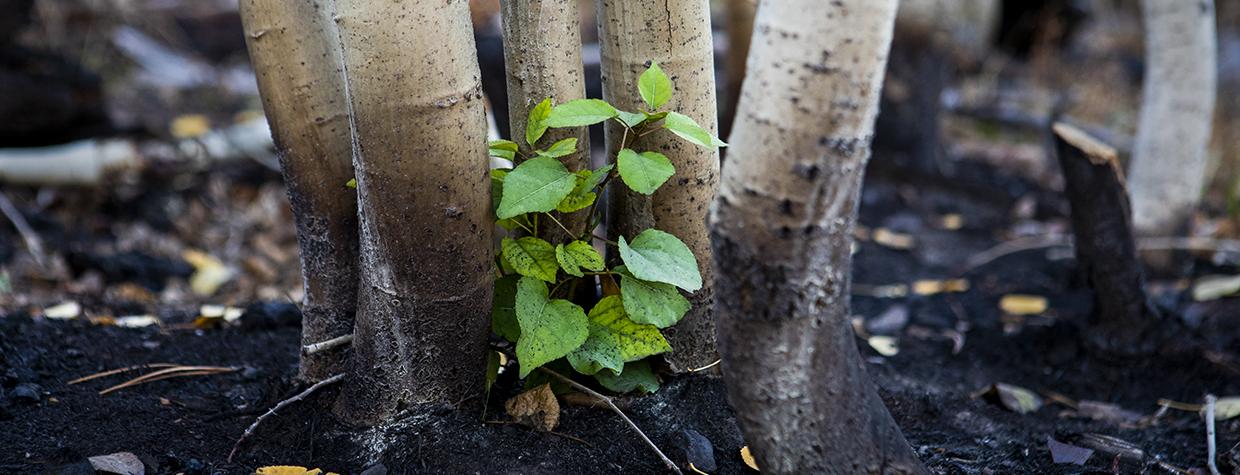A new aspen shoot rises from earth charred by the Dragon Bravo Fire on the North Rim of the Grand Canyon. This photo was made just south of Cape Royal Road on October 1, the day the road reopened to the public. By Amy S. Martin