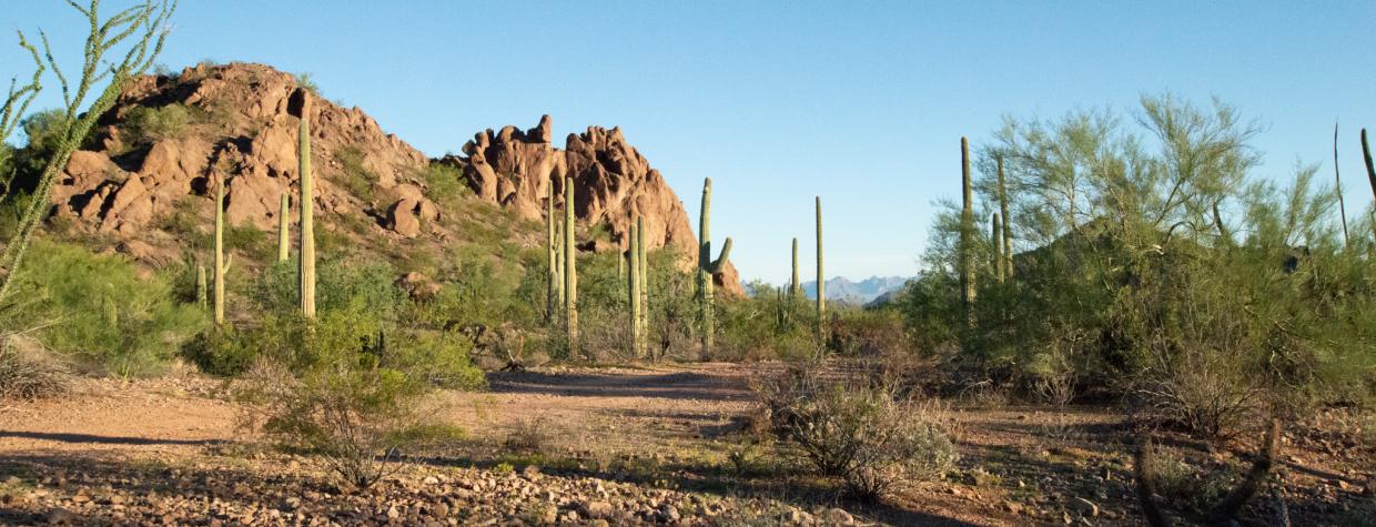 Organ Pipe Cactus National Monument and Cabeza Prieta National Wildlife Refuge are two of the most breathtaking and biologically rich landscapes in the Sonoran Desert.