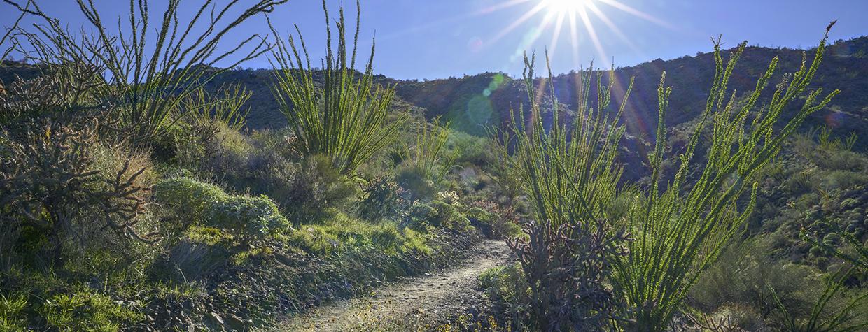 Tall, leafy ocotillos line the Mesquite Hollow Trail in the McDowell Mountains. By David Zickl 
