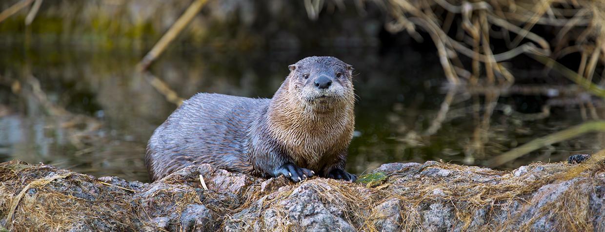 An adult river otter eyes its photographer from a rocky riverbank. By Bruce D. Taubert