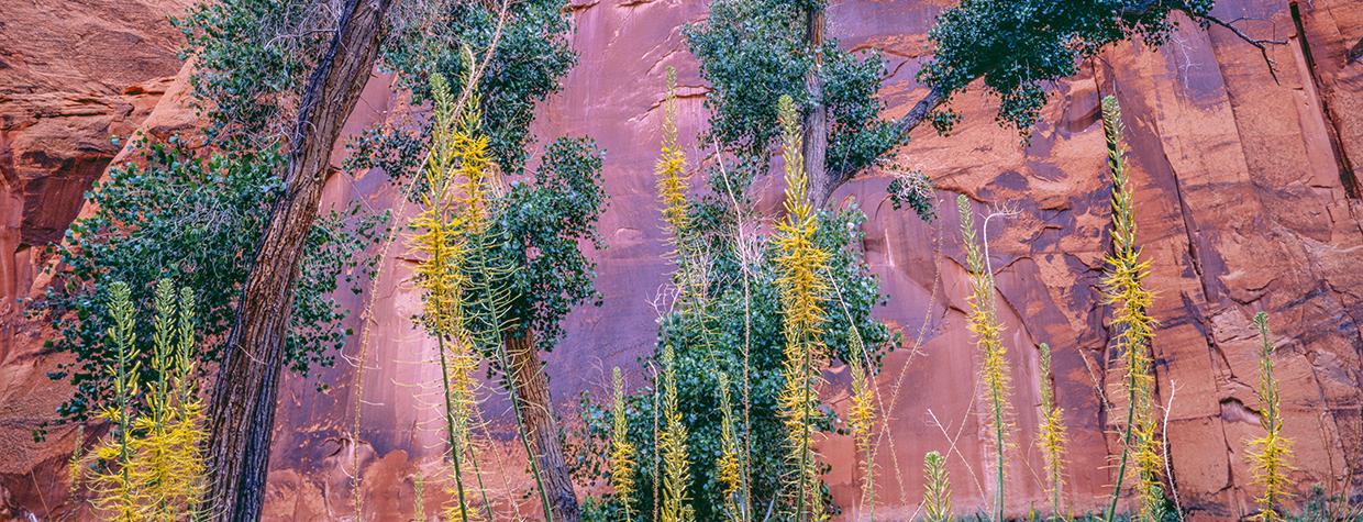 Tall cottonwoods and flowering plants reach toward the steep sandstone walls of Paria Canyon, a remote destination in Northern Arizona. Known for its hiking opportunities, the canyon is part of the Paria Canyon-Vermilion Cliffs Wilderness. By Jack Dykinga