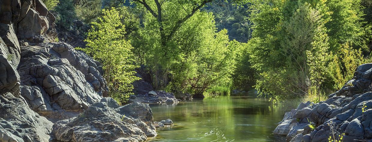 Backlit cottonwoods define a view of Central Arizona’s Fossil Creek. Once an omnipresent sight along the state’s waterways, cottonwoods now occupy a fraction of their former habitat — a result, scientists say, of increased water use and climate change. | Derek von Briesen