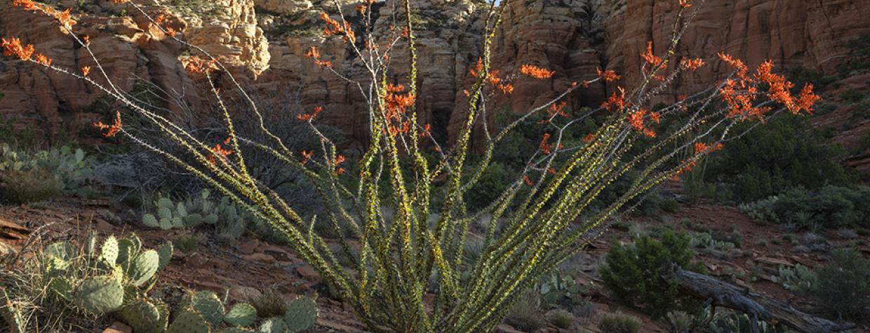 The rising sun illuminates a blooming ocotillo and prickly pear cactuses along the Sedona area’s Teacup Trail. Ocotillos typically bloom in the spring but may also do so in response to summer rainfall. | Laura Zirino