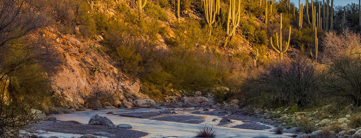 Saguaros glow in morning light over one of Catalina State Park’s many washes. By Jack Dykinga