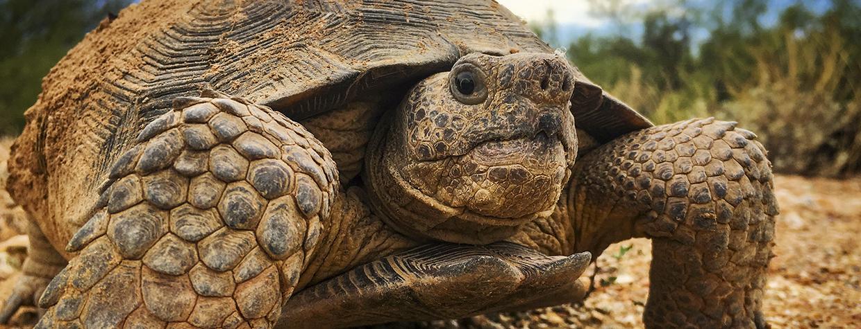 Close-up three-quarter view photograph of sonoran desert tortoise is by Bill Hatcher.