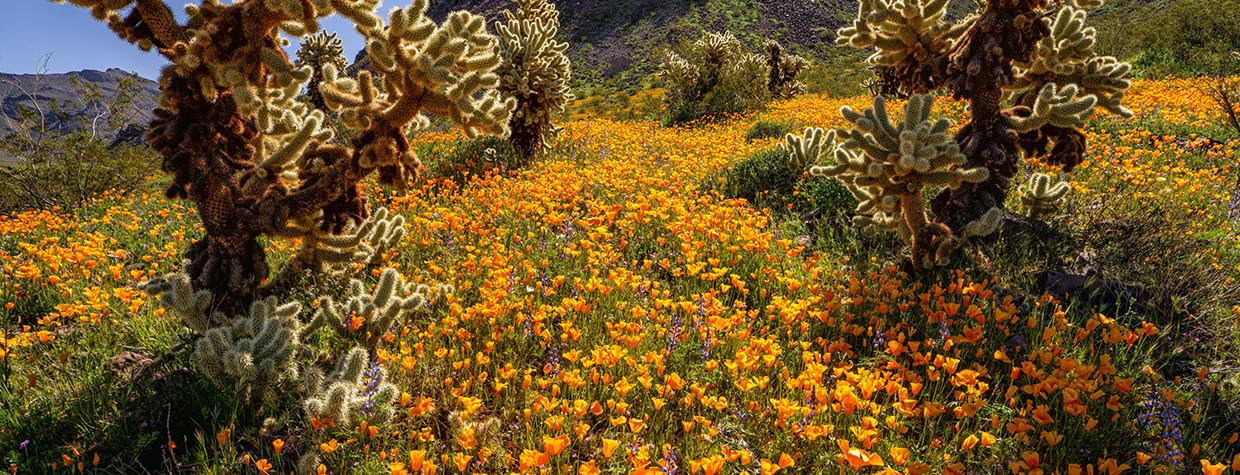 Mexican goldpoppies and lupines decorate a meadow dotted with teddy bear chollas in the Black Mountains of Western Arizona. This location is near the old mining town of Oatman, now a tourist destination known for its free-roaming burros. | Claire Curran
