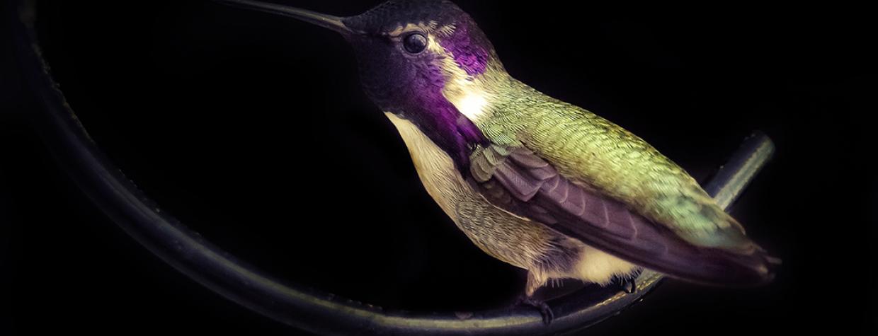 “Reprieve” by Max Tuttle/Honorable Mention in the 2025 student photo contest, is a photo of a green and purple hummingbird against a dark backdrop.
