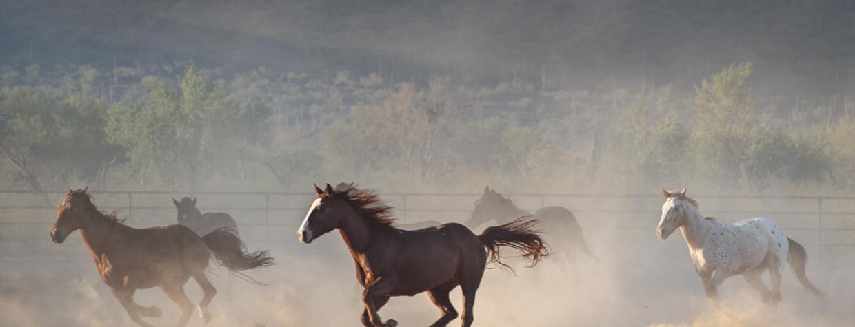 A brown horse with a white blaze runs in the foreground, kicking up dust, while other horses are blurred in the background. 