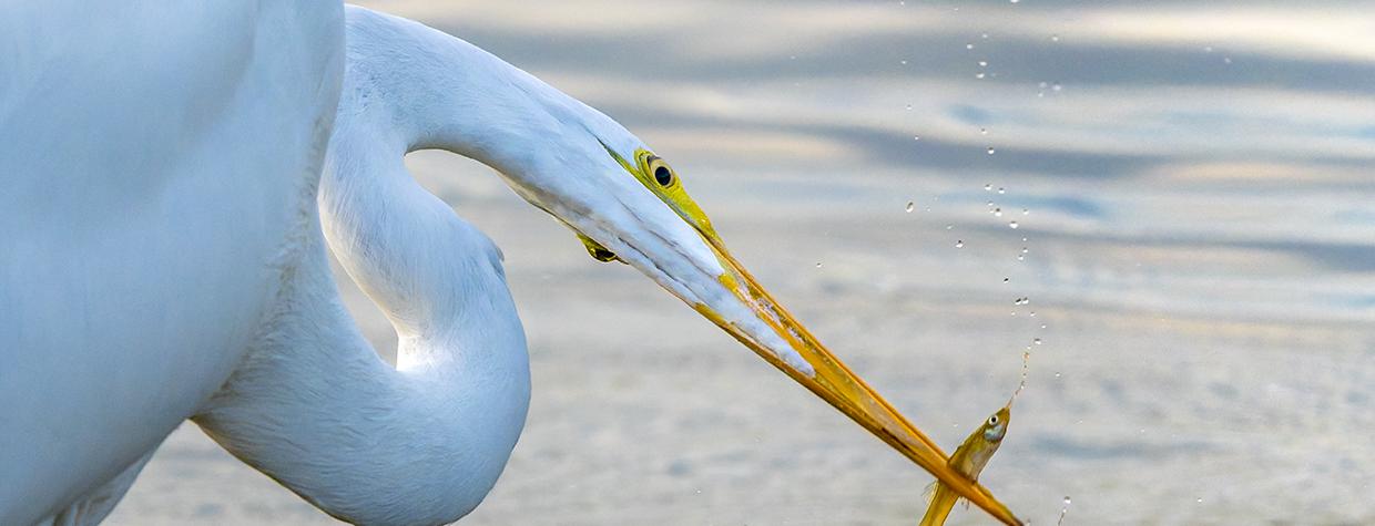 Photograph of great egret catching a small fish is by Jack Dykinga.