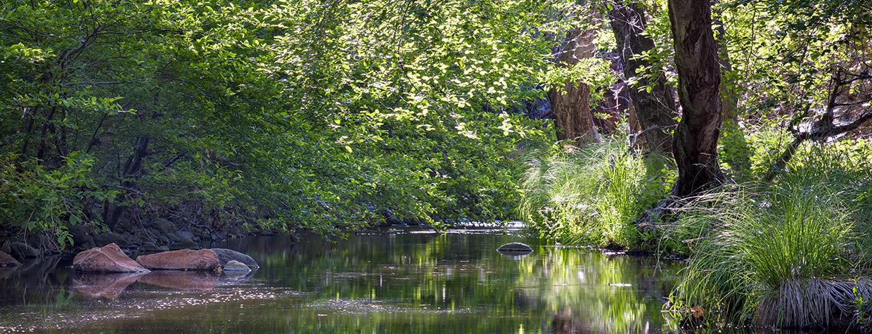 The electric greens of spring are captured in this view of Wet Beaver Creek by Derek von Briesen.