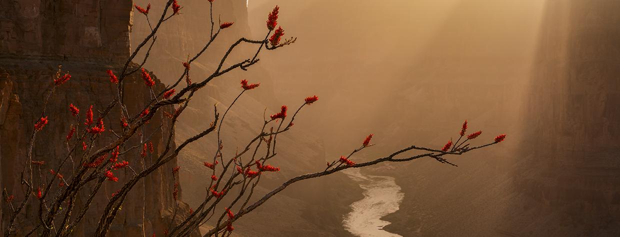 A blooming ocotillo is the key to Adam Scallau's image of the Colorado River from Whitmore Canyon Overlook on the Grand Canyon's north rim.
