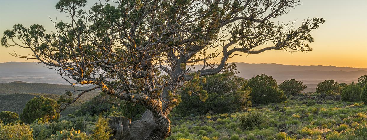 A stately alligator juniper punctuates the summit of Porcupine Mountain. | Laurence Parent