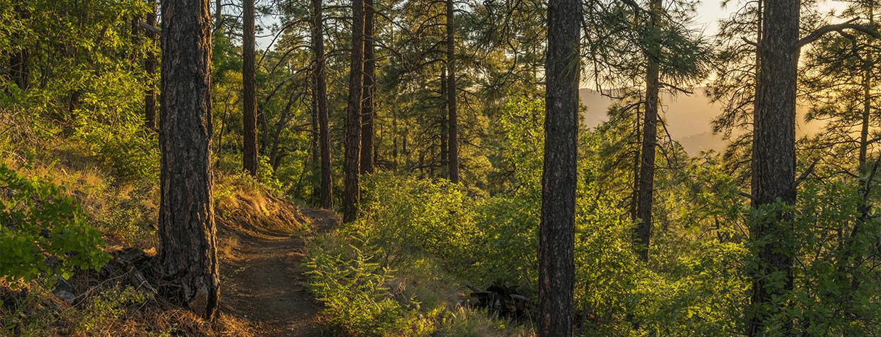 Ponderosa pine trees flank the Ranch Trail in the Prescott National Forest. | Laurence Parent