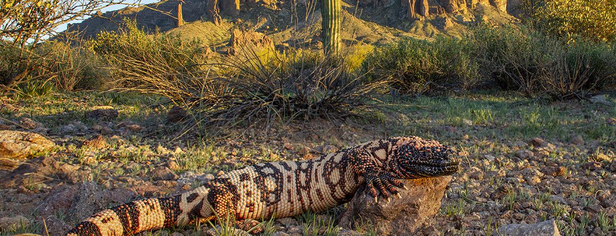 A gila monster rests in a rocky desert setting beneath the Superstition Mountains. | Bruce D. Taubert