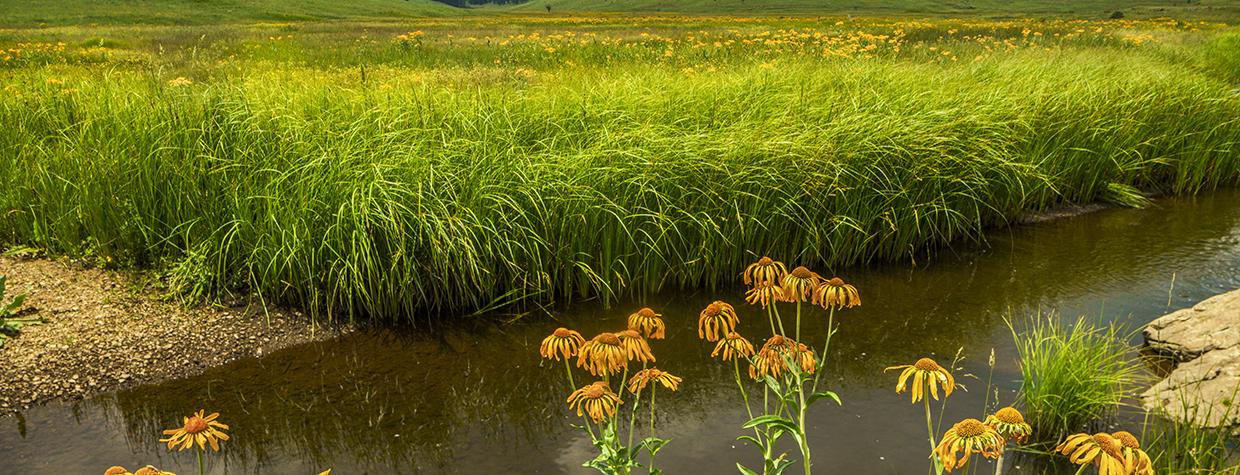 Wildflowers and grasses line the banks of the West Fork of the Black River along Eastern Arizona’s Thompson Trail. By Laurence Parent 