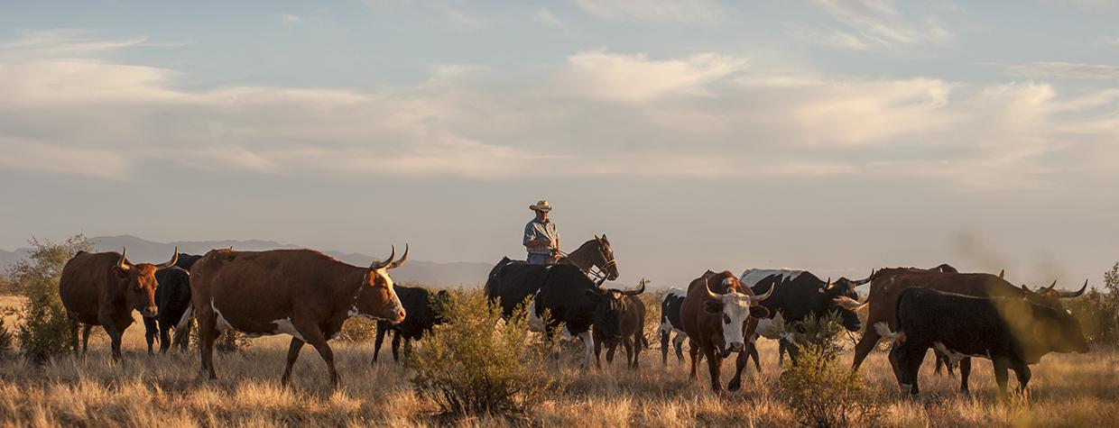 Cowboy Van Williams moves cattle through an Arizona pasture. | JEFF KIDA