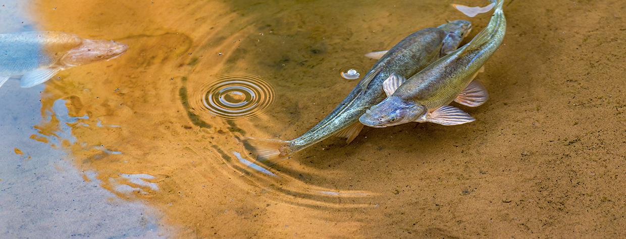 Two humpback chubs swim in shallow water. By Jack Dykinga