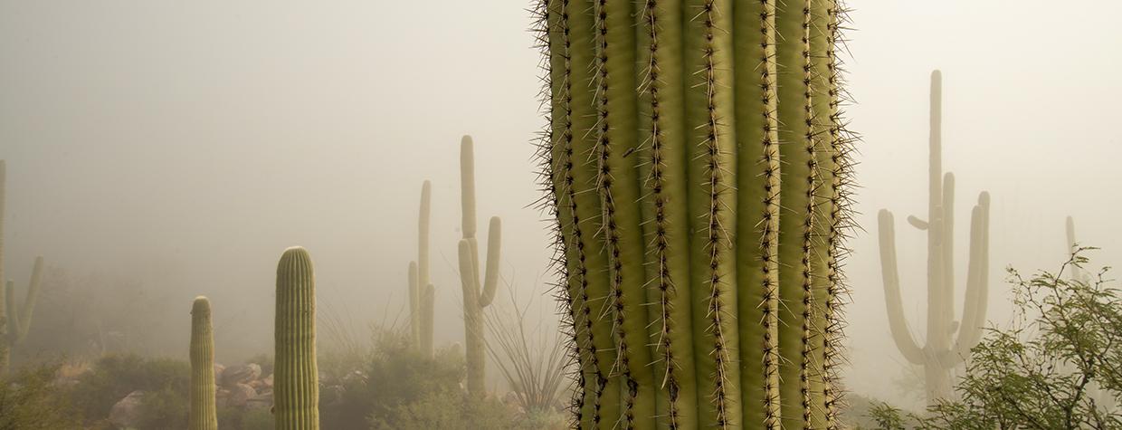 Photograph of saguaros in a foggy desert landscape is by Gurinder Singh.