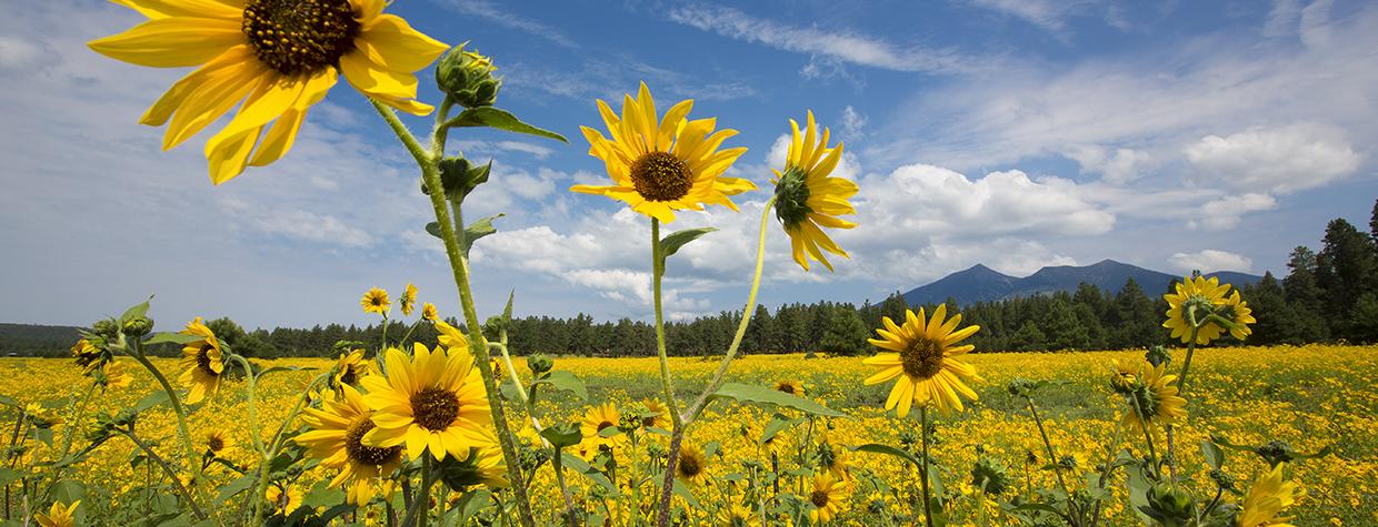 A field of sunflowers (Helianthus annus) bloom in the shadow of the San Francisco Peaks, near Flagstaff. | PAUL GILL