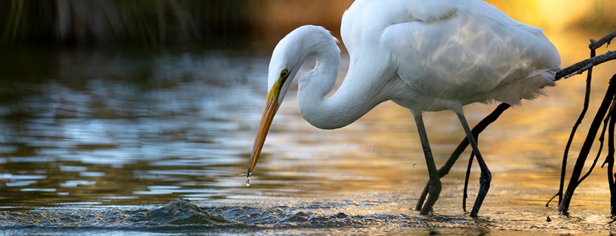 A wading great egret by Tyler Hartung won Best of Show in the 2025 Wildlife Photo Contest, sponsored by Arizona Game & Fish