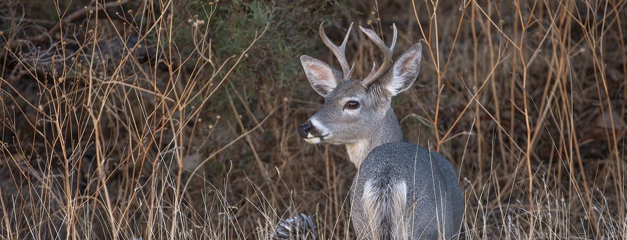 Chiricahua National Monument is home to hundreds of species, including Coues white-tailed deer. | Bruce D. Taubert