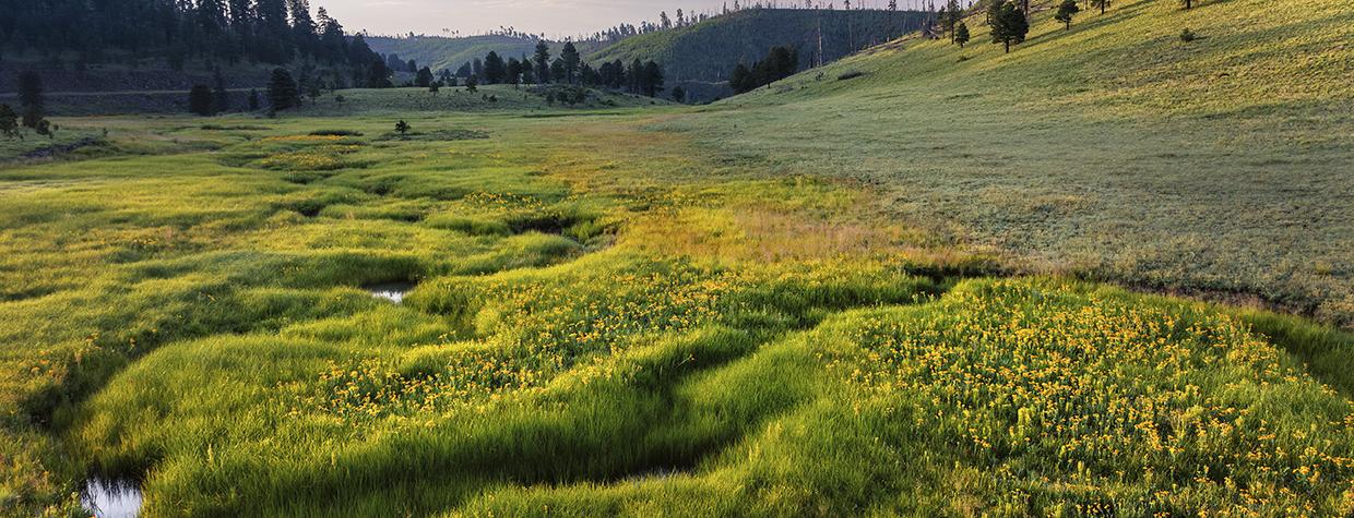 Sunrise paints a meadow along  Forest Road 249, or Three Forks Road, which is part of the Nutrioso Loop drive in the White Mountains of Eastern Arizona. | Rusty Childress