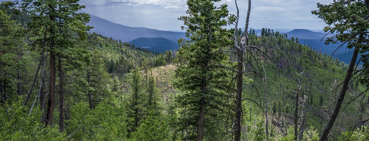 A building thunderstorm looms over the Kendrick Trail, in the Kaibab National Forest. | Laurence Parent