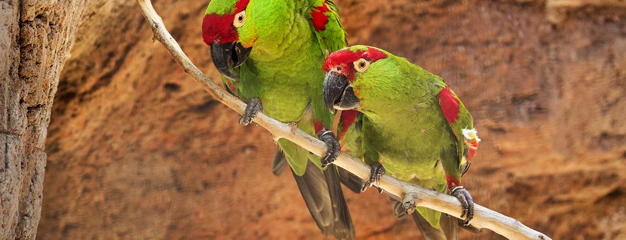 Thick-billed parrots once were plentiful in Arizona, but today, the state has only six — all in captivity. This pair lives at the Arizona-Sonora Desert Museum in Tucson. | Bruce D. Taubert