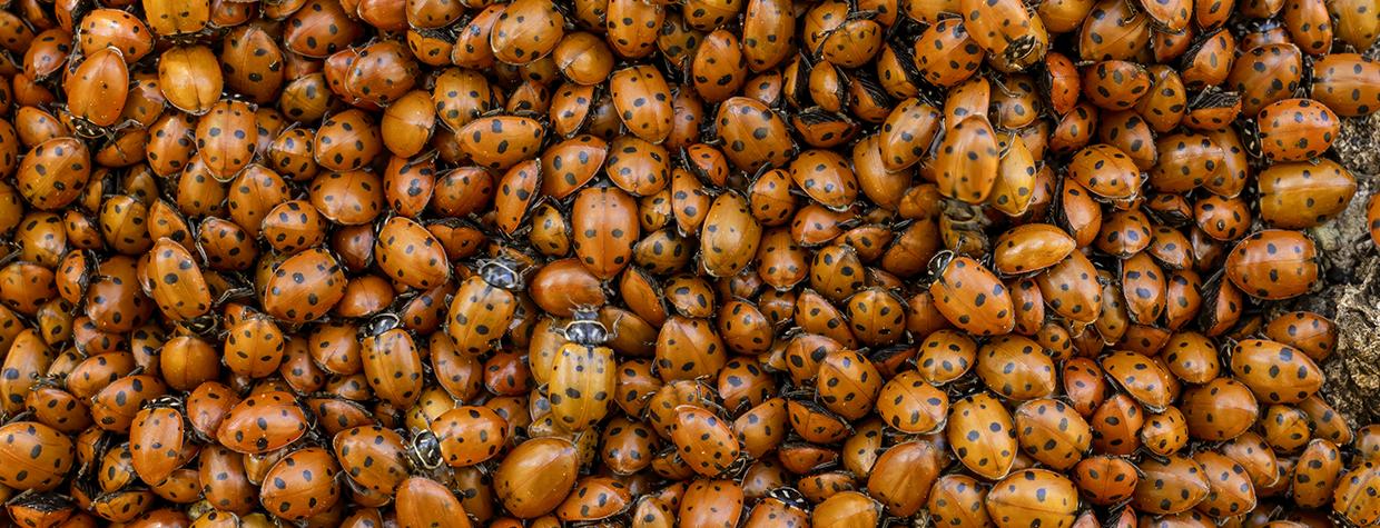 Photograph of a convergent lady beetle mass is by Bruce D. Taubert