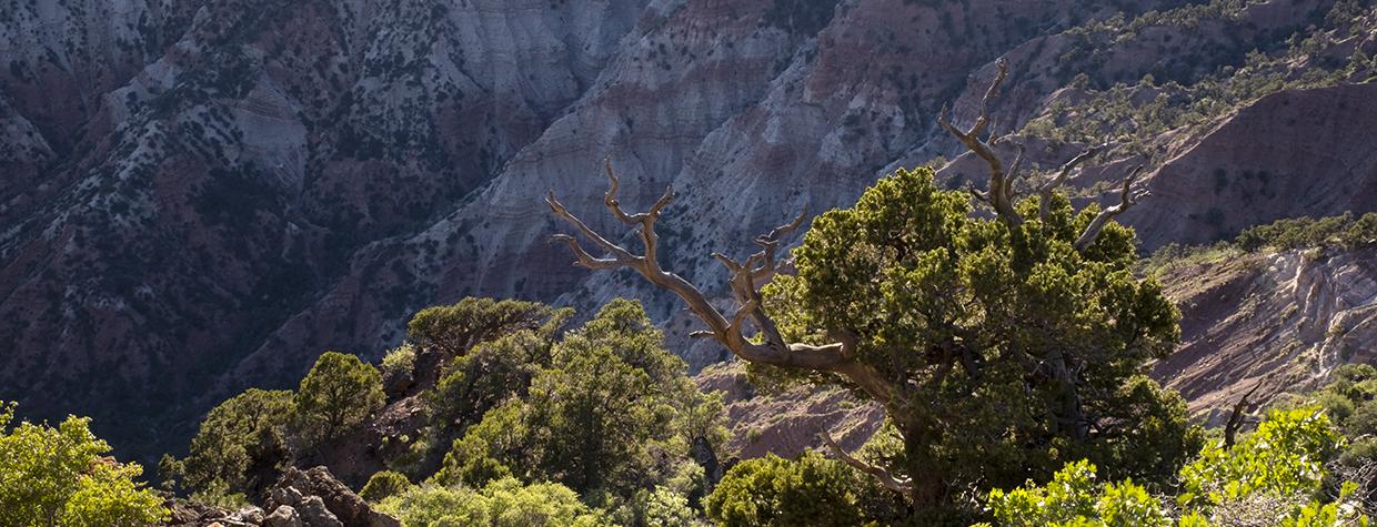 A sunlit slope in the Mount Logan Wilderness is awash with desert vegetation. The 14,650-acre wilderness area was designated in 1984. | JONATHAN BUFORD