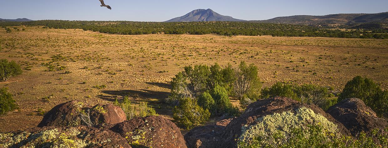 A solitary bird punctuates a view of Mount Hope from the jumble of volcanic boulders known as Anvil Rock. | SHANE McDERMOTT