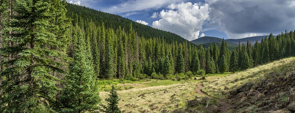 The West Baldy Trail winds through  a meadow in the White Mountains of  Eastern Arizona | Laurence Parent