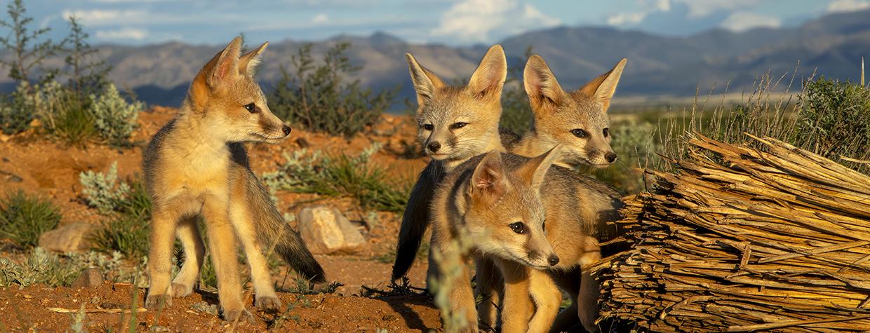 Photograph of four kit fox cubs in a sandy desert wash is by Bruce D. Taubert