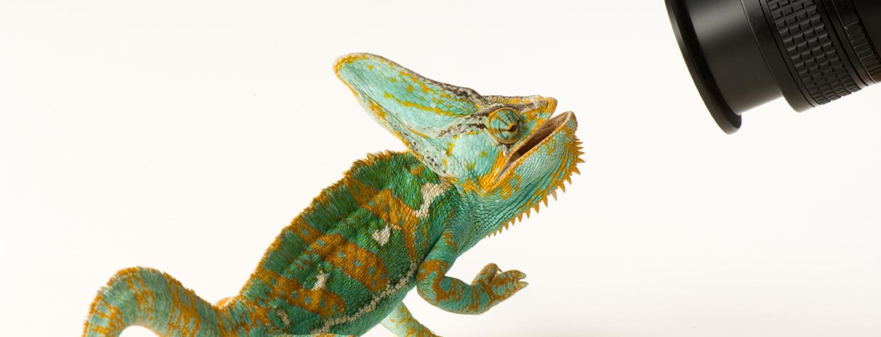 A veiled chameleon confronts a camera lens at Rolling Hills Wildlife Adventure, Salina, Kansas. By Joel Sartore