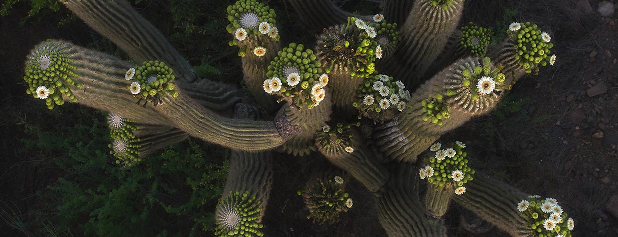 Saguaros crowned with blossoms are photographed from above by Shane McDermott operating a drone. drone