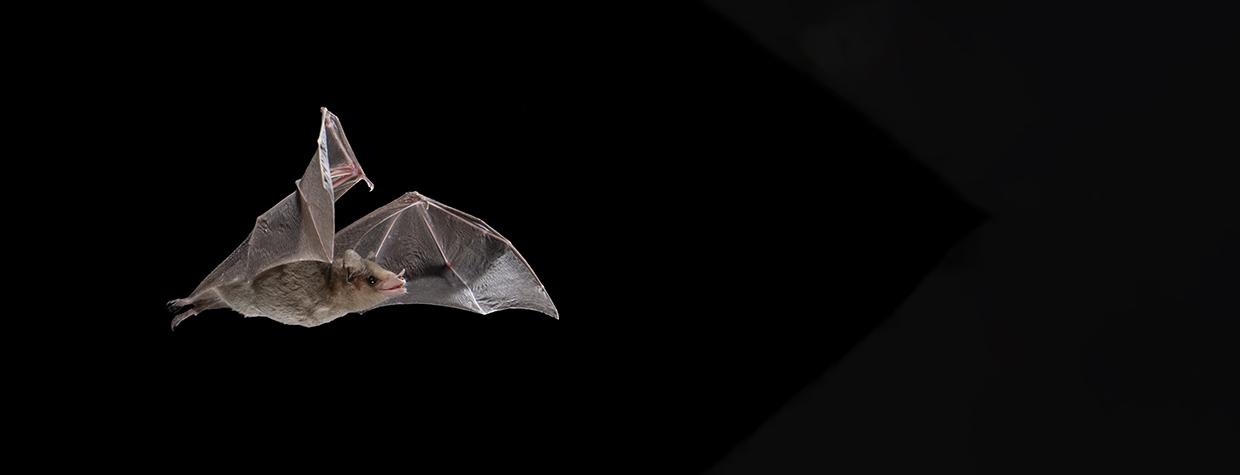 In the United States, Arizona, with 29 bat species, is second only to Texas. Last year, the state cut that deficit by one when the endangered Mexican long-nosed bat (Leptonycteris nivalis, pictured here), a nectar-eating species, was officially confirmed in Southeastern Arizona. | JOSÉ MARTÍNEZ-FONSECA