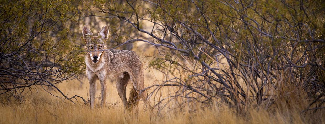 A coyote in thick vegetation just south of Florence surveys its surroundings. | Eirini Pajak