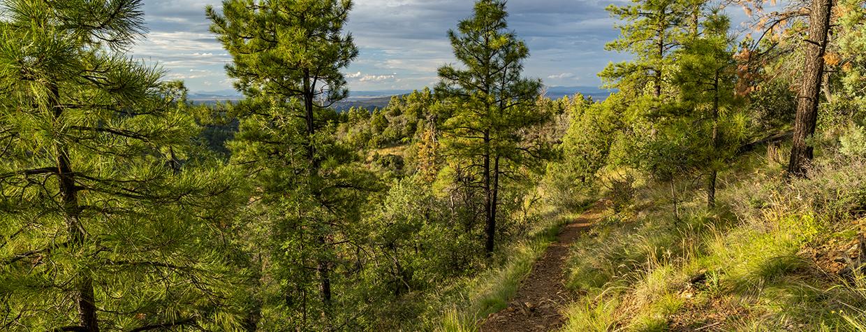 The Smith Ravine Trail offers hikers a moderate stroll through a forest of mixed conifers and hardwoods. | Laurence Parent