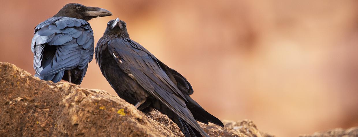 Photograph of two ravens perched on red rocks is by John Sherman.