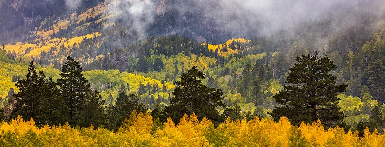 Fog lingers over a stand of golden aspens in Lockett Meadow, in the San Francisco Peaks. | CLAIRE CURRAN