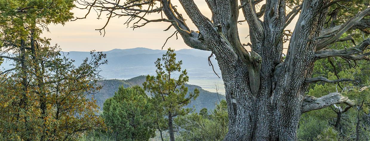 A massive alligator juniper marks the high point of Yeager Canyon Trail No. 28,  part of the Yeager Canyon Loop. | Laurence Parent